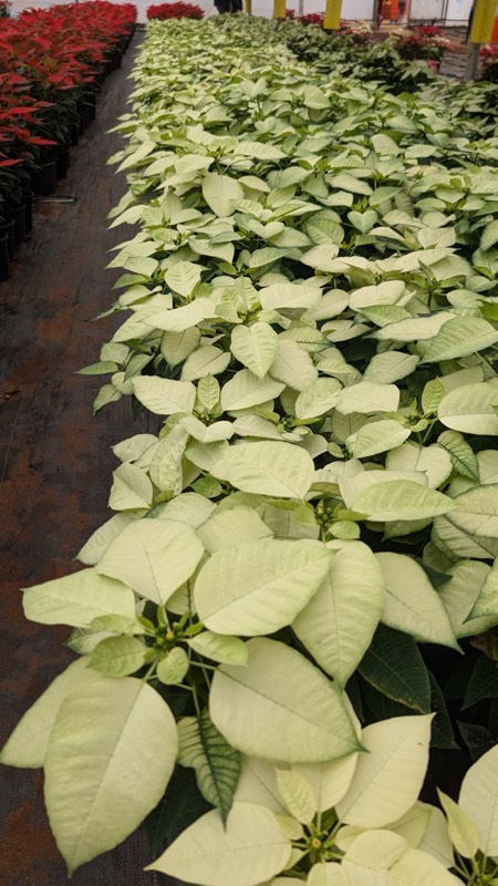 Poinsettia plant display